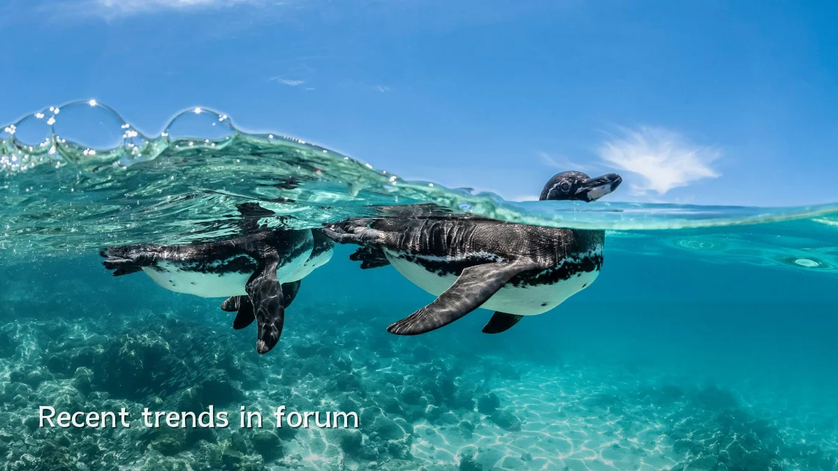 Recent trends in forum